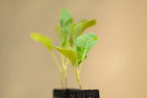 Kohlrabi Growing Green Vegetables Seedlings — Foto de Stock