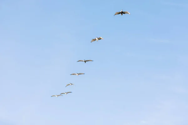 青い空を飛ぶペリカン — ストック写真
