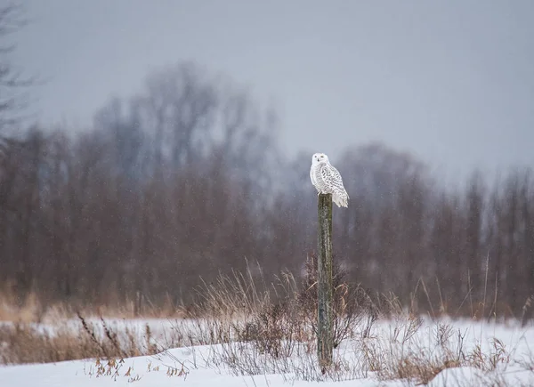 Coruja Branca Fêmea Empoleirada Poste Cerca Dia Inverno Canadá — Fotografia de Stock