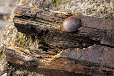 Old rotten plank nailed to the concrete on a public park