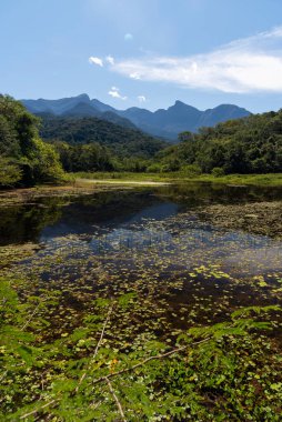 Brezilya 'nın Rio de Janeiro eyaletindeki Atlantik yağmur ormanları ve vahşi göl manzarası