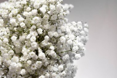 Beyaz çiçekleri kapatın.