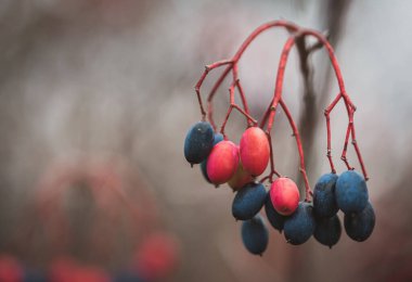Close up of colorful berries on the branches of a shrub in the fall.