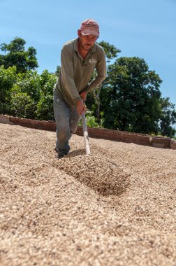Kahve ağacında büyüyen kahve çekirdekleri.