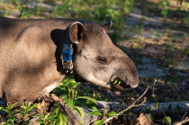 Tapir (Tapirus terrestris) with GPS tracking collar on green rainforest landscape, Rio de Janeiro state, Brazil