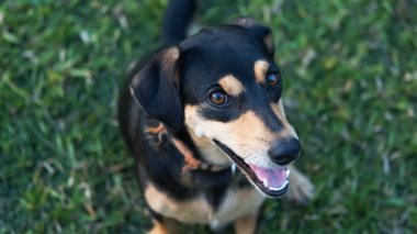 Dog looking up wanting someone to play with him or waiting for food. Pet and animal.
