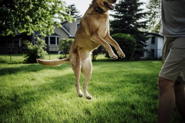 Medium Brown Dog Jumping to Catch Toy with Man in Backyard