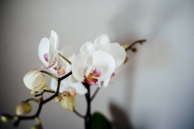 Bright White Orchid in Front of Gray Wall