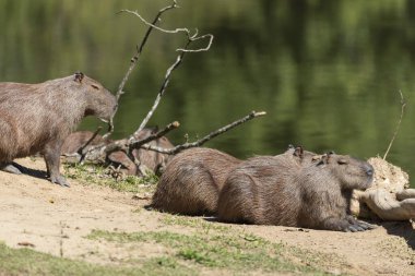 Group of wild capibaras on atlantic rainforest lake, Rio de Janeiro state, Brazil