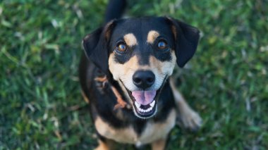 Dog looking up wanting someone to play with him or waiting for food. Pet and animal.