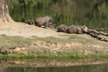 Group of wild capibaras on atlantic rainforest lake, Rio de Janeiro state, Brazil