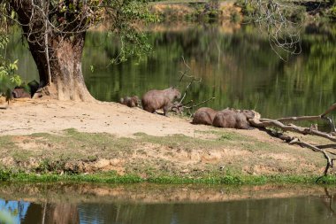 Group of wild capibaras on atlantic rainforest lake, Rio de Janeiro state, Brazil