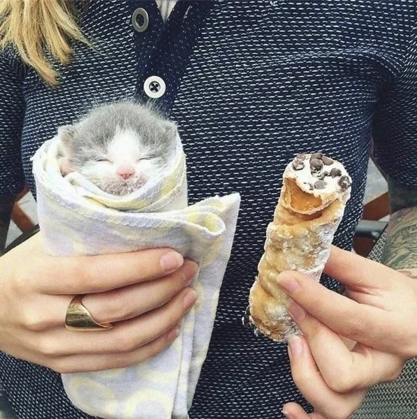 Koťátko Schované Zmrzlině Majitel Simulující Podobnost Dortíkem — Stock fotografie