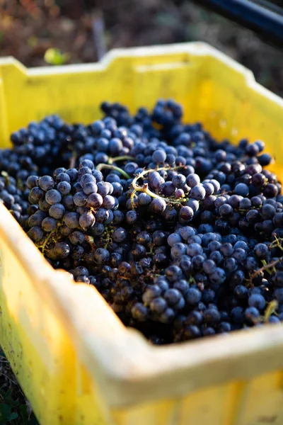 Grape Harvest Sugarloaf Mountian Vinyard — Stockfoto