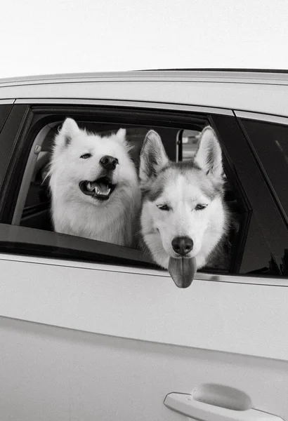 Husky dogs on road trip