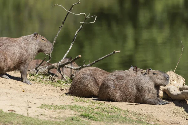 Group Wild Capibaras Atlantic Rainforest Lake Rio Janeiro State Brazil — Stock Photo, Image