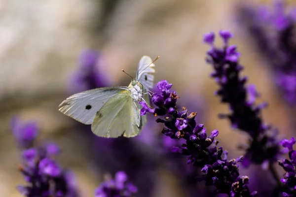 Butterfly Sitting Lavender Garden — Stock Photo, Image
