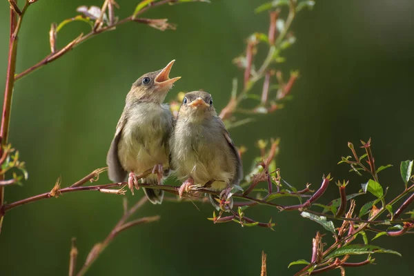 Little singing birds on tree branch