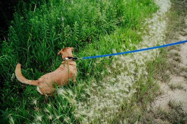 Medium Brown Dog Pulling Path Green Meadow — Photo