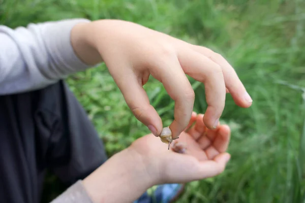 stock image Small snail in the hands of a little kid, close-up outside