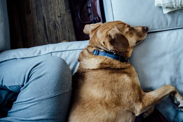 Medium Brown Dog Resting Snuggled Up on Gray Couch Next to Woman's Leg