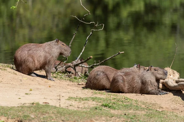 Skupina Divokých Kapibarů Atlantickém Jezeře Deštných Pralesů Stát Rio Janeiro — Stock fotografie