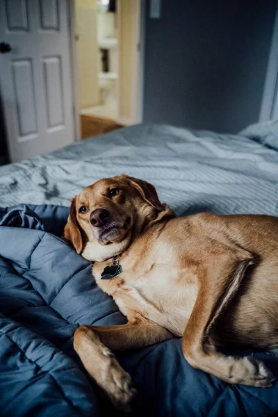 Medium Brown Dog Ligger Grå Säng Vill Belly Rubs — Stockfoto