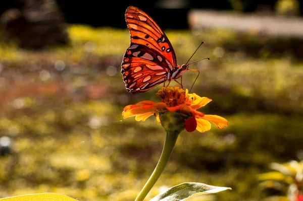 Butterfly Flower Field — Stock Photo, Image