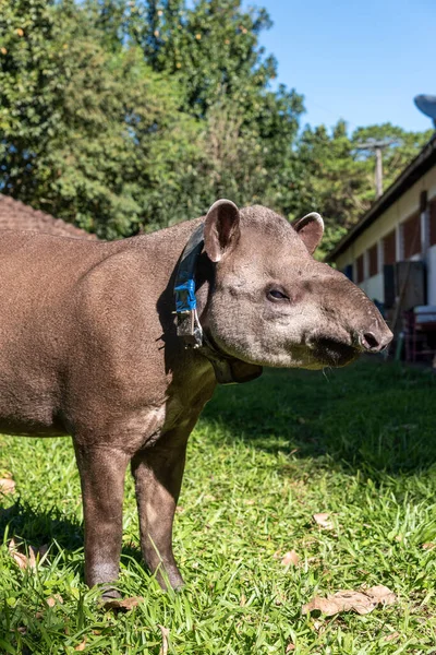 Tapir (Tapirus terrestris) with GPS tracking collar near farm house, Rio de Janeiro state, Brazil