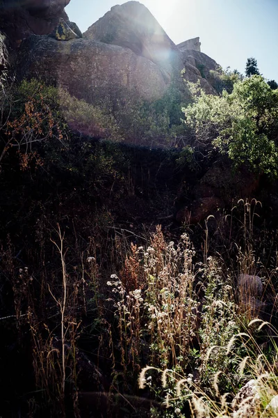 Wildflowers Trail Front Rocks Sun Flare — Fotografia de Stock
