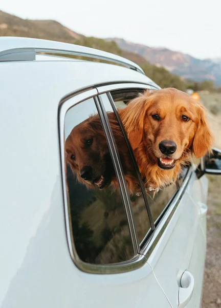 Car Roadtrip Happy Dog — Stock Photo, Image