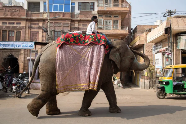 Elephant Trainer Atop Walks Street Jodhpur — Stock Photo, Image