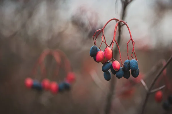 Close Colorful Berries Branches Shrub Fall — Stockfoto