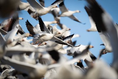 A view inside the snow geese flock