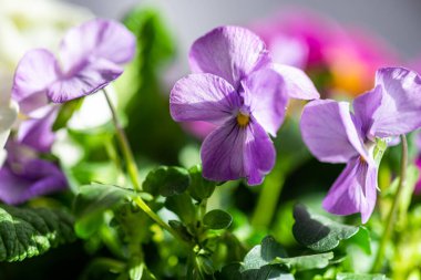 Close up of spring viola flowers in floral gift composition