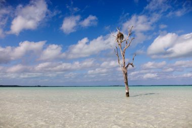 The iconic Lone Tree in Harbour Island, Bahamas.