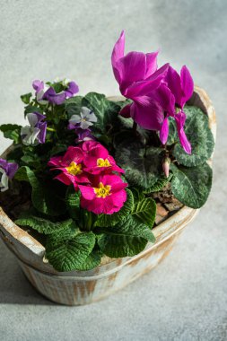 Spring floral composition with bright cyclamen flowers in the pot