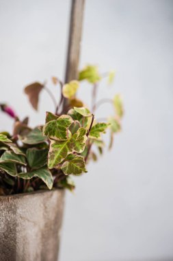 Close up of creep ivy