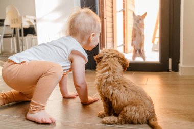 A maltipu puppy and a toddler look at a chihuahua standing outside clipart