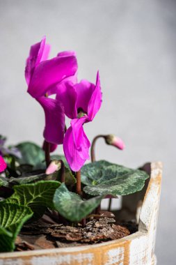 Spring floral composition with bright cyclamen flowers in the pot