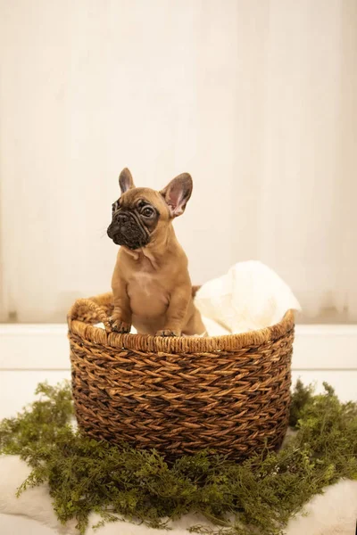 Puppy French Bulldog photoshoot being cute white backdrop