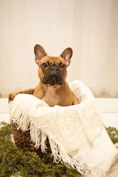 Puppy French Bulldog photoshoot being cute white backdrop