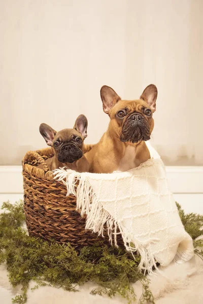 Puppy and mom Dog French Bulldog photoshoot being cute white backdrop