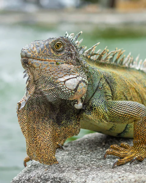 Adult Iguana Posing Sideways Top Rock — Stock Photo, Image