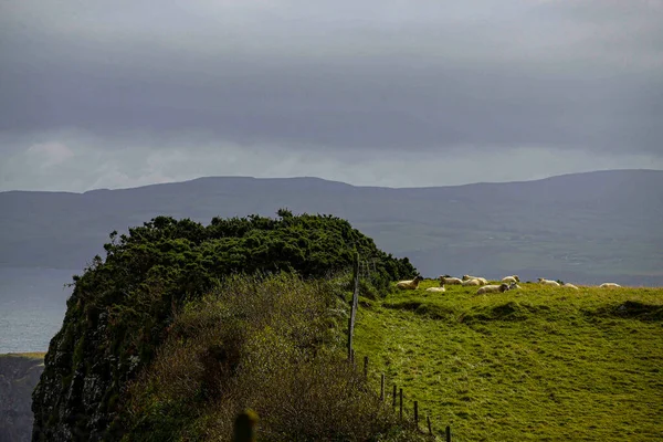 Cliff Sheep Ireland — Foto de Stock