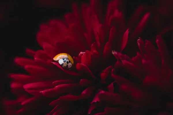 Ladybug Nestled Red Fall Mum — Stock Photo, Image