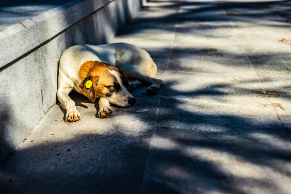 Sad Stray Homeless Dog Outdoor — Stock Photo, Image
