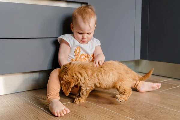 Kind Meisje Peuter Spelen Met Een Maltipu Puppy Vloer — Stockfoto