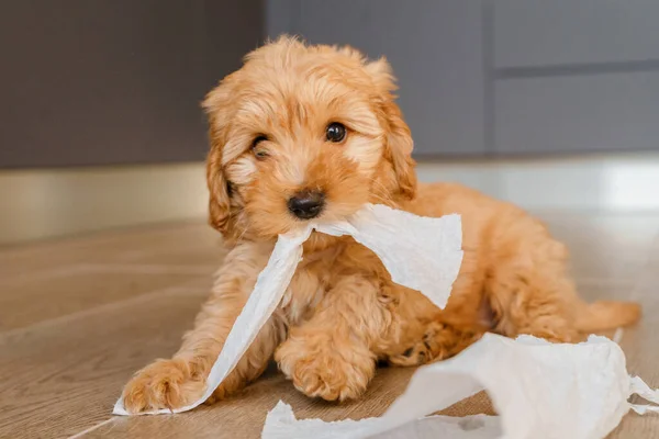 Maltipu Puppy Tears Paper Napkins Scatters Them Floor — Stock Photo, Image