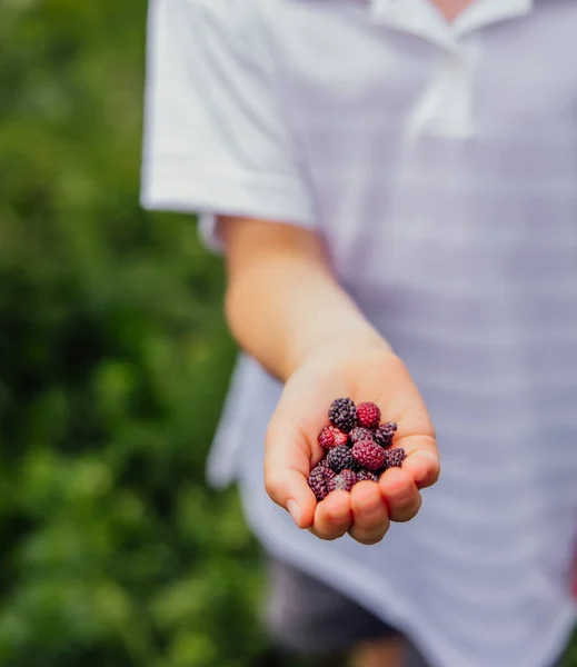 Child Holding Berries Hand — Stock Photo, Image
